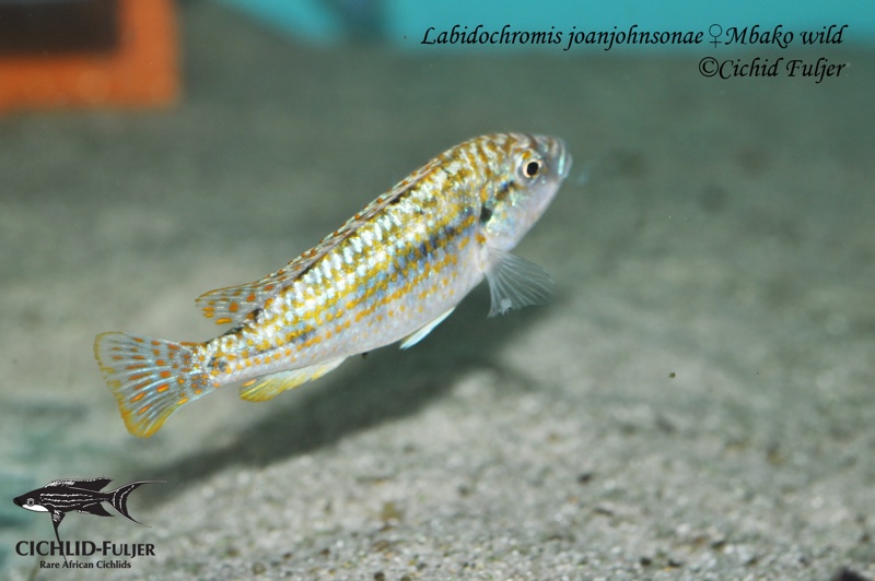 Labidochromis joanjohnsonae 'Mbako Bay'